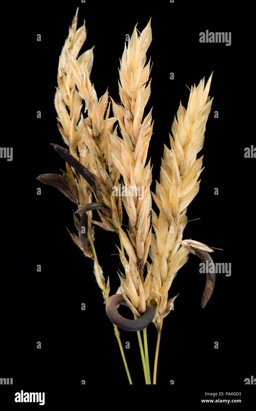 Plusieurs champignons, les sclérotes d'ergot Claviceps purpurea, croissant sur les herbes sauvages infectés. Dorset England UK GO Banque D'Images Plusieurs champignons, les sclérotes d'ergot Claviceps purpurea, croissant sur les herbes sauvages infectés. Dorset England UK GO Banque D'Images