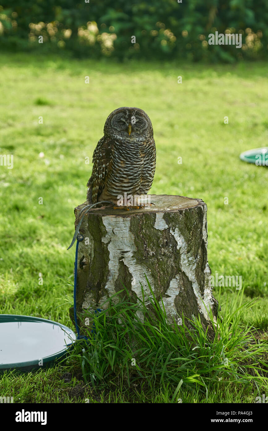 Owl chaco Banque D'Images