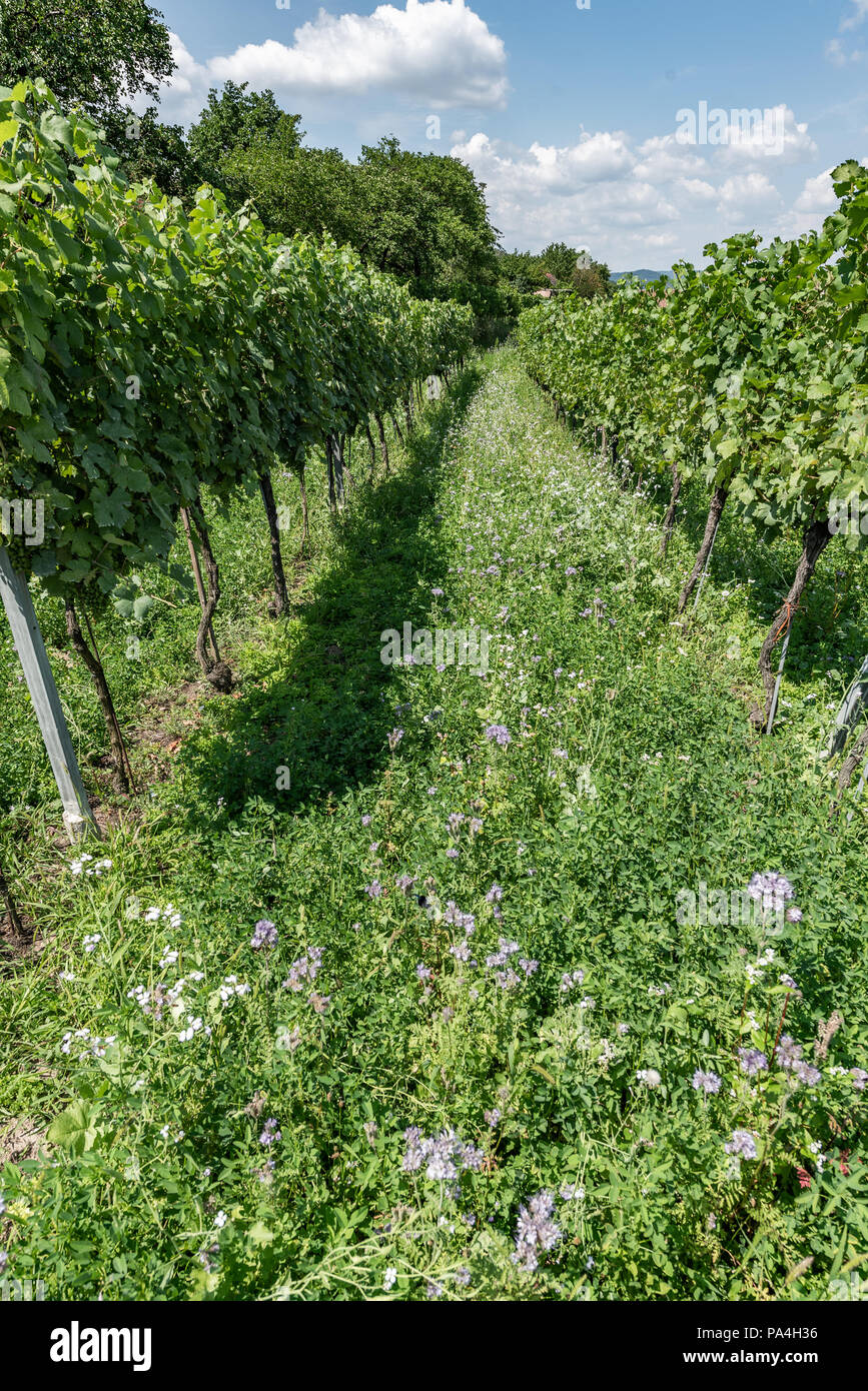 La viticulture à Mautern, Wachau, Basse Autriche, Autriche Banque D'Images