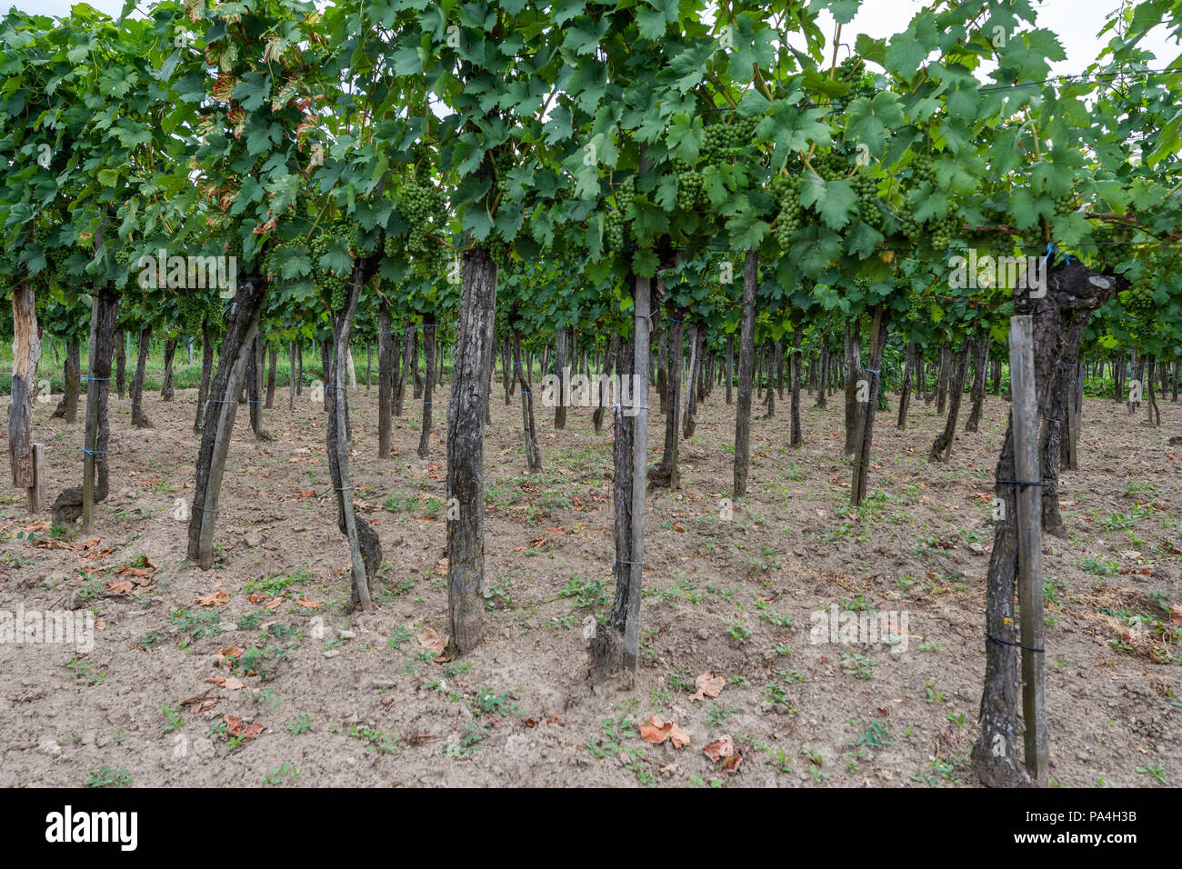 La viticulture à Furth-Palt, Kremstal, Basse Autriche, Autriche Banque D'Images