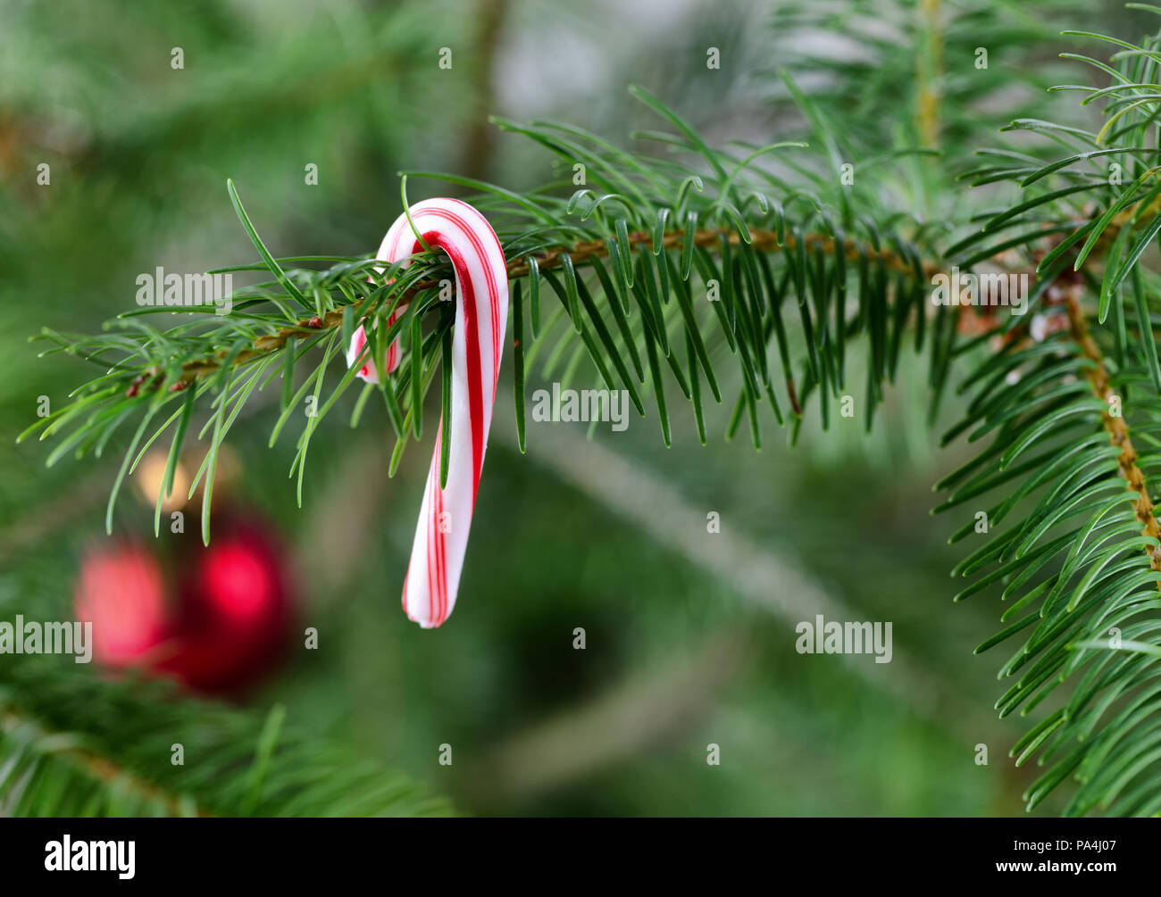 Arbre de Noël avec de la canne de Noël Banque D'Images