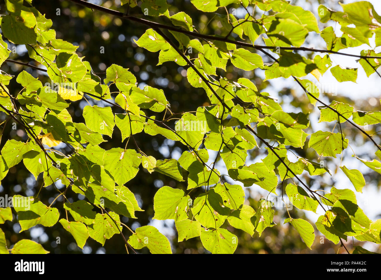 Les feuilles de tilleul vert avec des taches noires, saison d'automne Banque D'Images