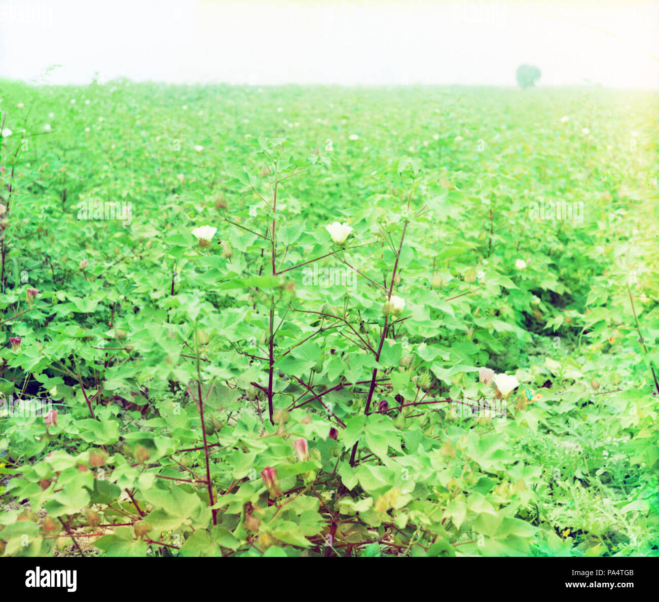 720 Gorskii 21610U Banque D'Images