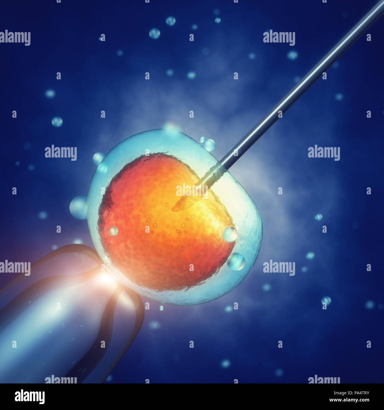 La fécondation in vitro , l'injection de spermatozoïdes dans l'ovule, le traitement de reproduction assistée Banque D'Images