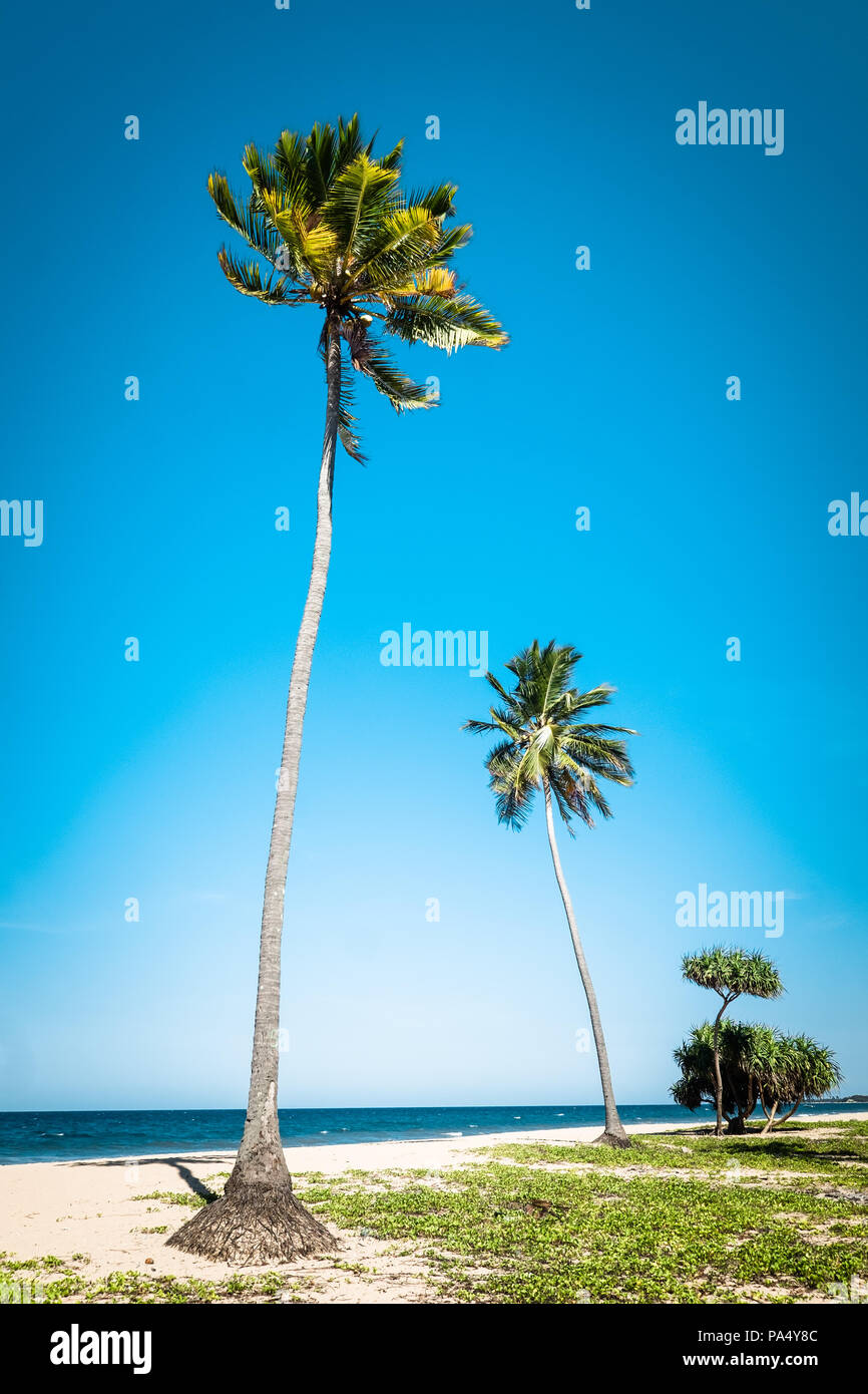 Paysage incroyable plage tropicale avec palmiers et les vagues de l'océan turquoise. Feuilles vertes se balançant dans le vent à jour ensoleillé. Détente romantique et vacati Banque D'Images