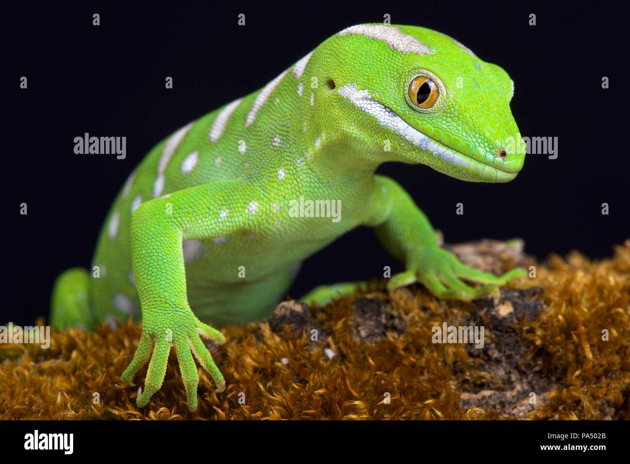 Le Northland gecko vert ou gris's tree gecko (Naultinus grayii ) est une espèce de geckos. L'espèce se trouve uniquement dans la région de Northland New Zea Banque D'Images