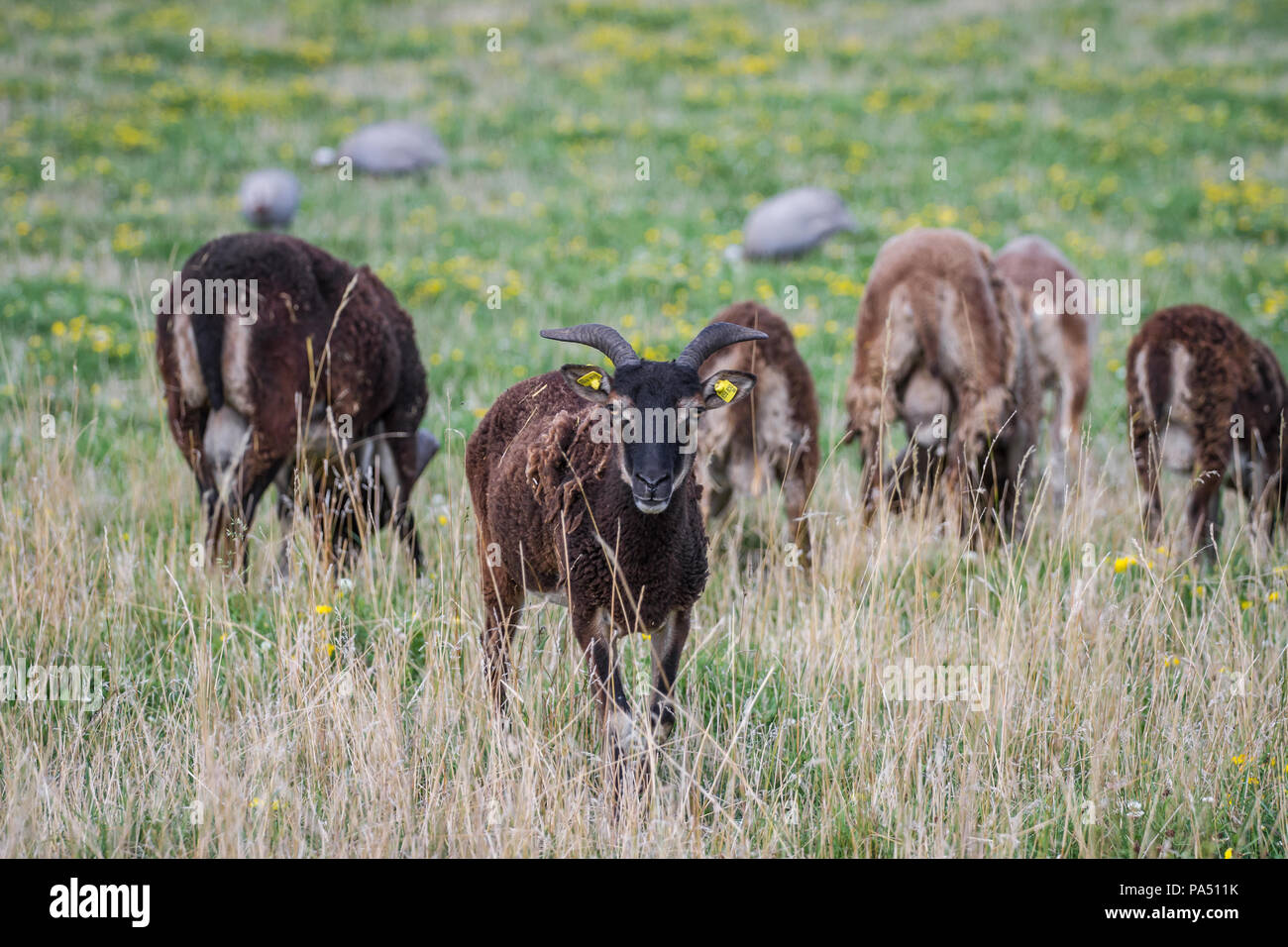 Troupeau de moutons Soay en captivité (Ovis aries) Banque D'Images