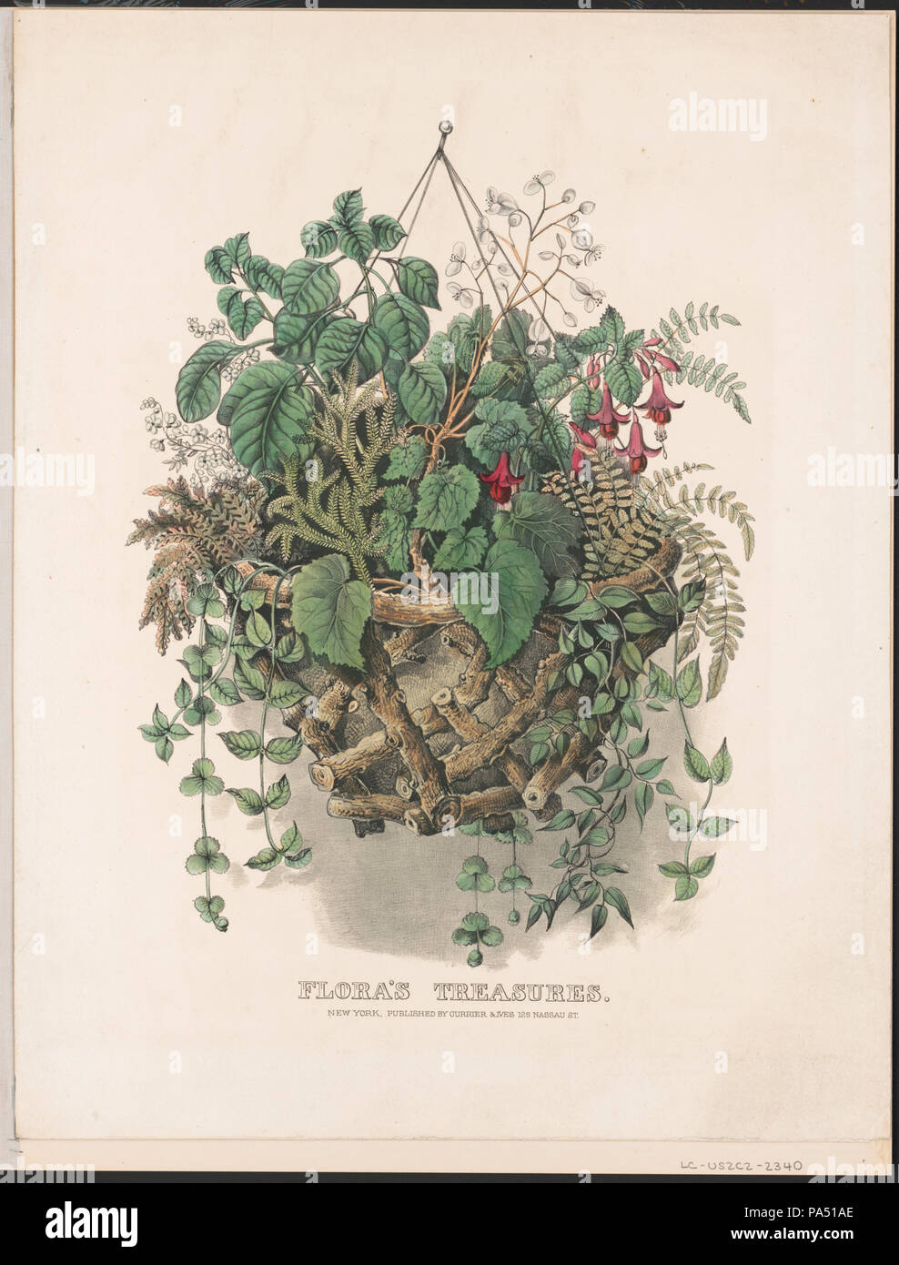 Les trésors de la flore 656 RCAC2001699170 Banque D'Images