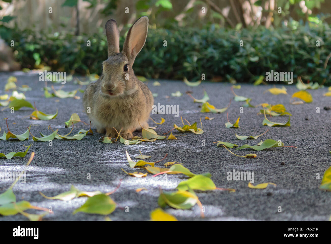 Un mignon petit lapin assis aussi jolie que vous veuillez, posant comme un champion. Banque D'Images