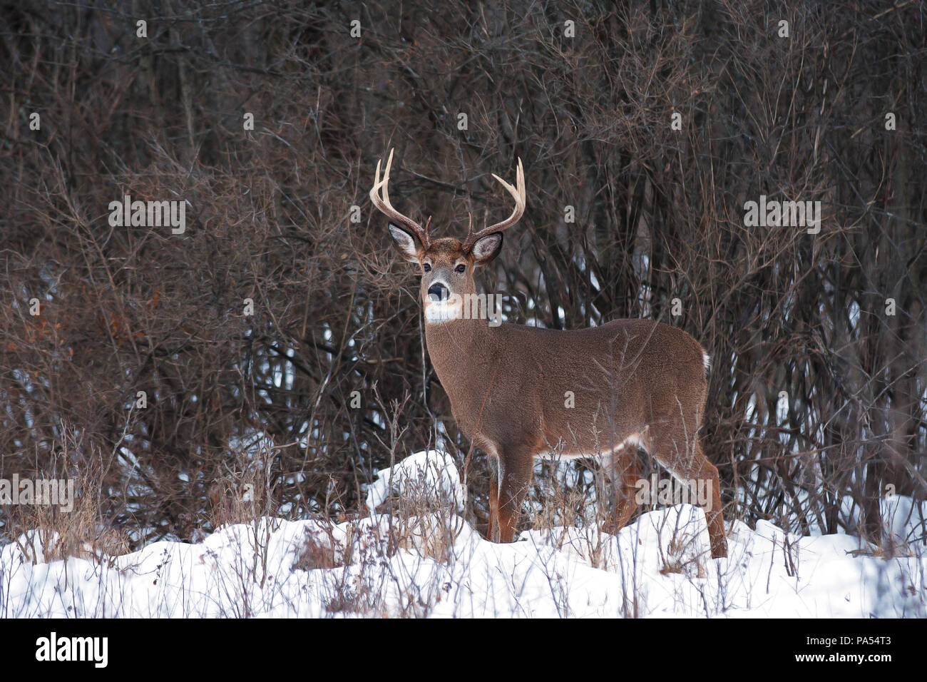 White-tailed deer buck à la recherche d'un partenaire au cours de l'ornière dans la lumière de l'automne tôt le matin au Canada Banque D'Images