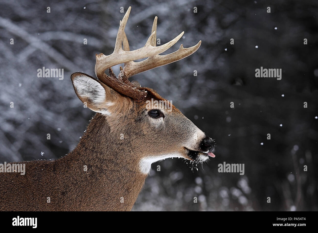 White-tailed deer buck à la recherche d'un partenaire au cours de l'ornière dans la lumière de l'automne tôt le matin au Canada Banque D'Images