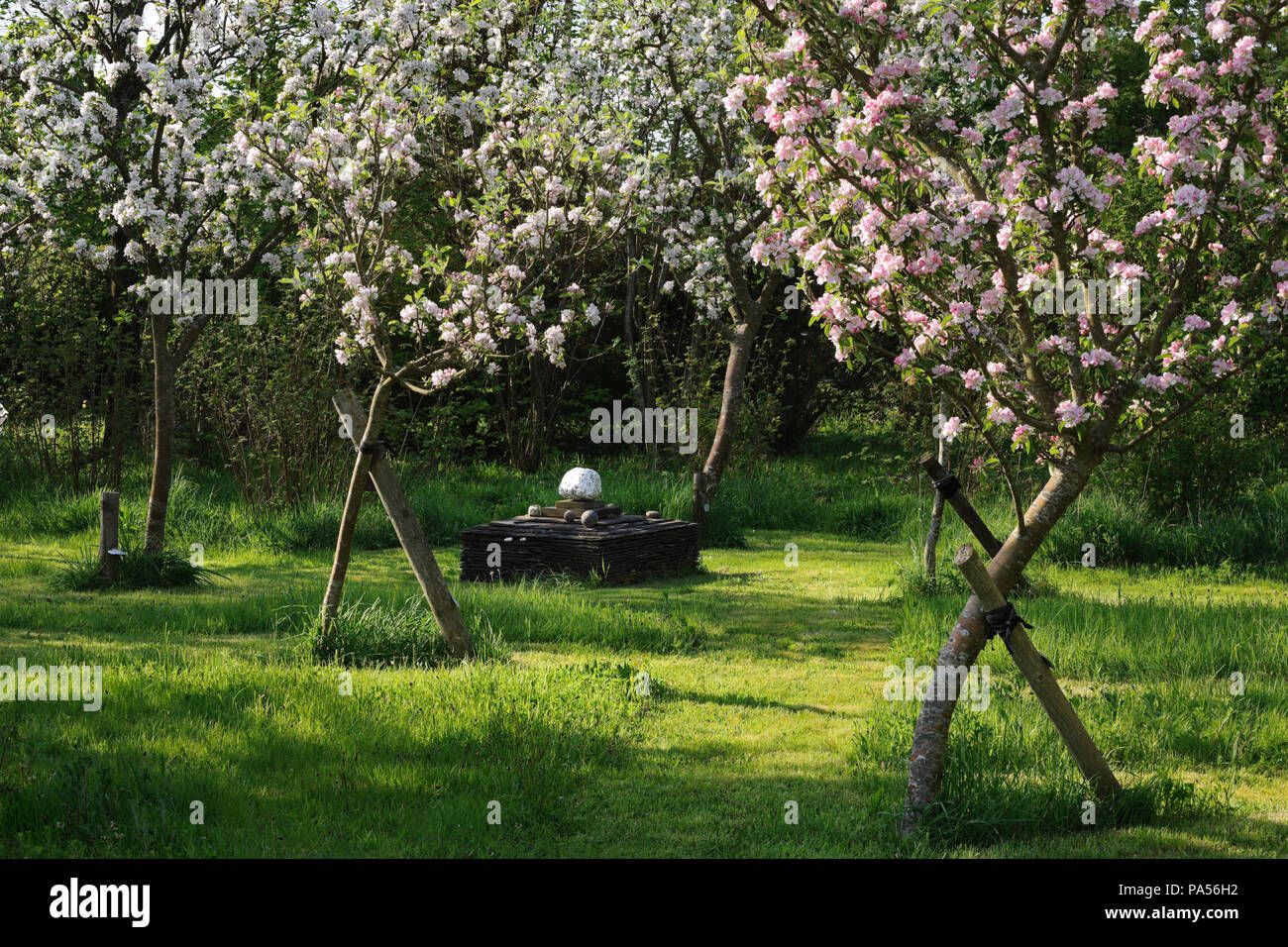 Pommiers en fleurs dessert au début de mai dans un petit verger dans un jardin près de Caernarfon, Pays de Galles, Royaume-Uni. L'autel est constitué d'ardoises de toiture réutilisés. Banque D'Images