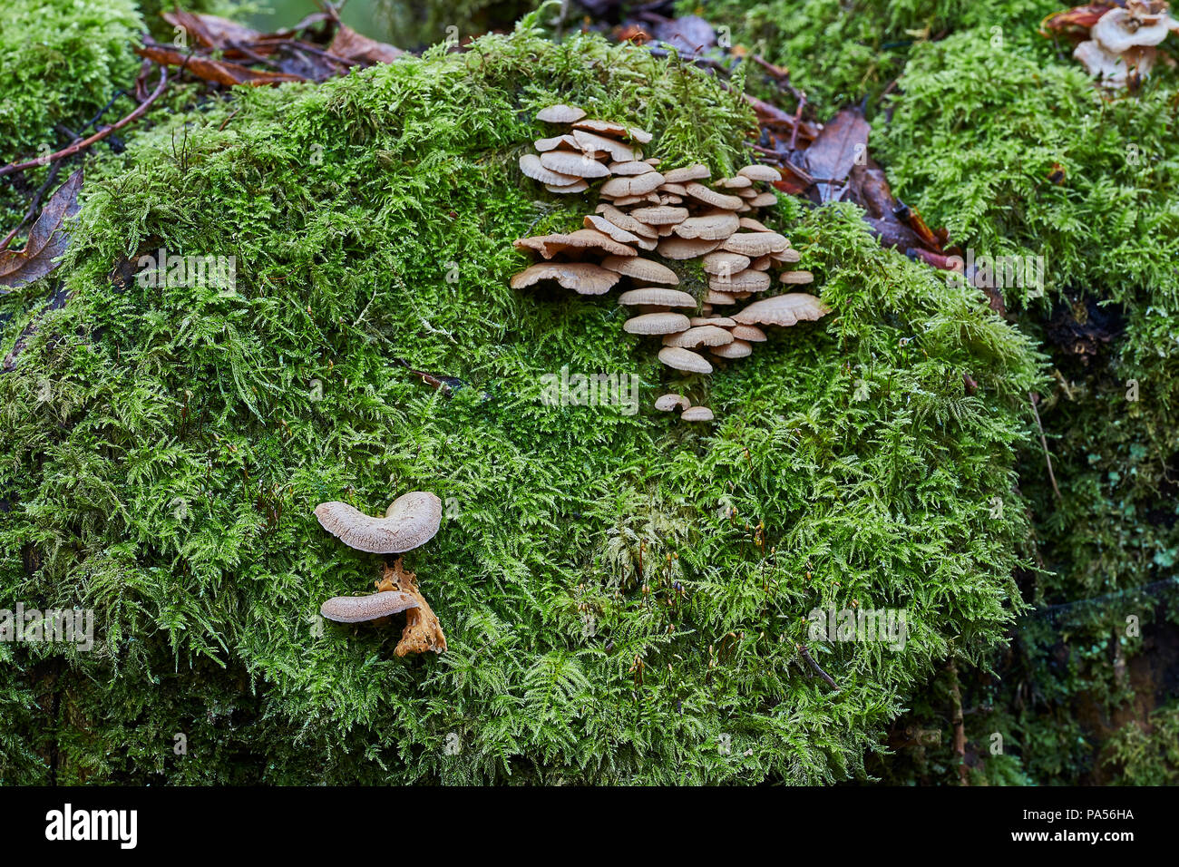 Champignons sauvages poussant sur un rocher qui est couvert de feuillage dans une forêt britannique au cours de l'hiver Banque D'Images