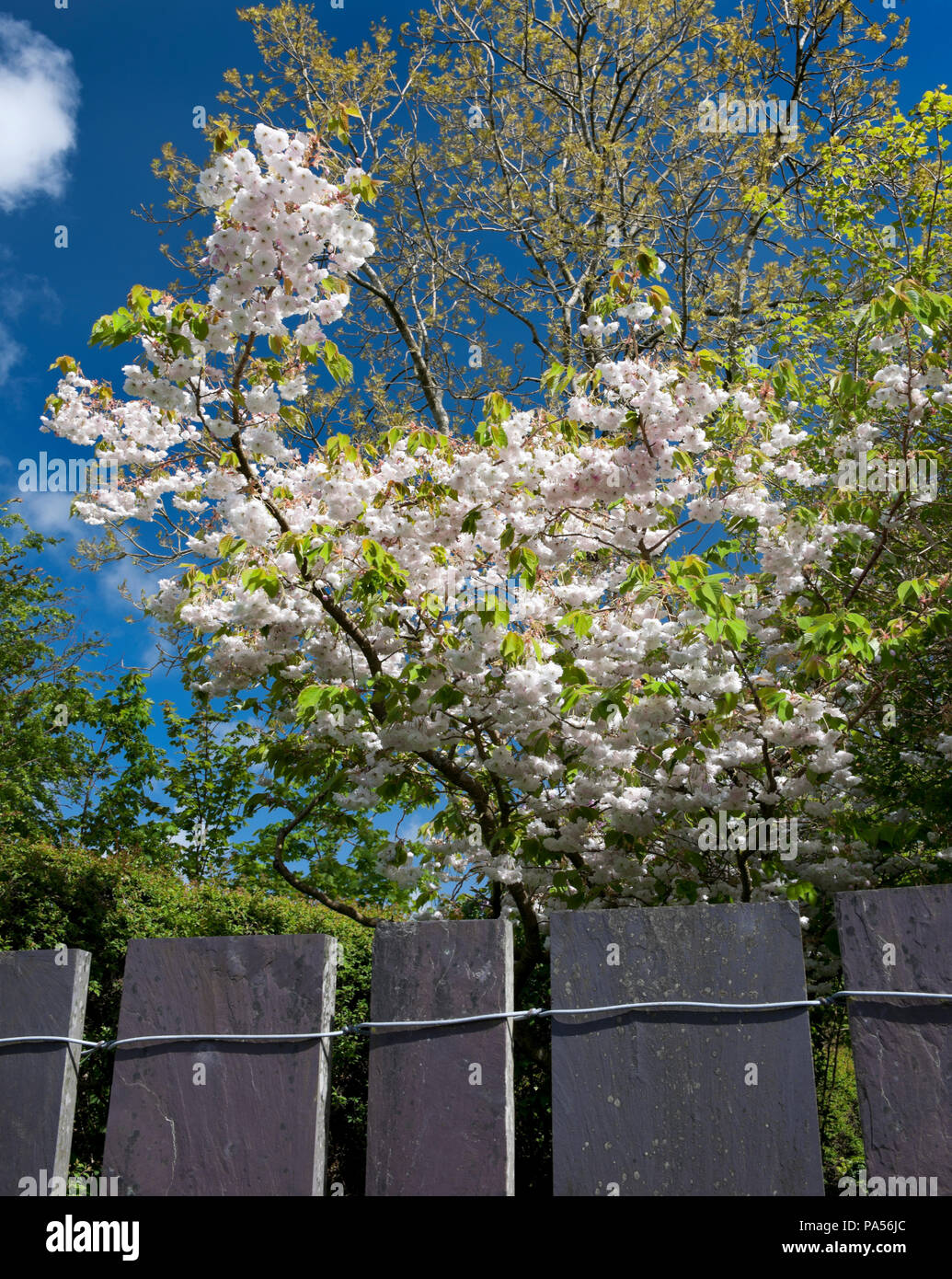 Fleurs d'un blanc double Japanese flowering cherry Prunus 'Shogetsu' Blushing Bride & partie d'une ardoise bleu heather moderne clôture dans le Nord du Pays de Galles, Royaume-Uni. Banque D'Images