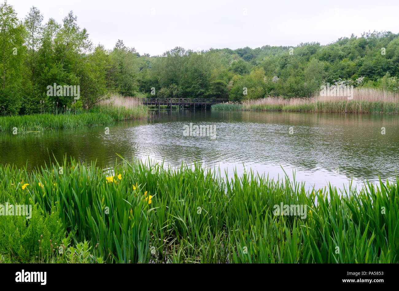 Le Lac du Parc Forestier de Watergate, Gateshead Banque D'Images