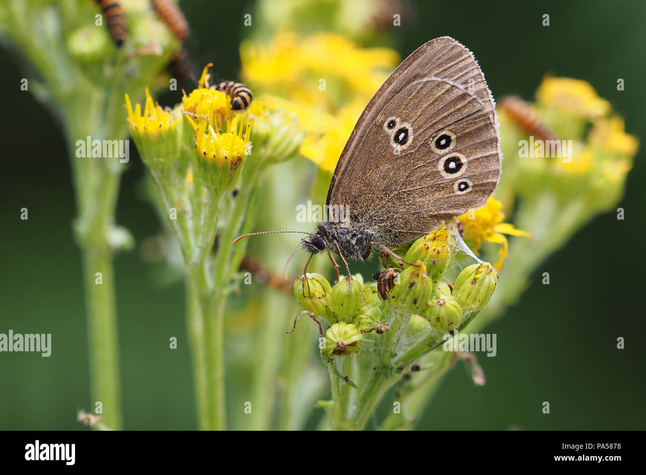 (Un papillon Aphantopus hyperantus) se nourrissant de séneçon jacobée. Tipperary, Irlande Banque D'Images
