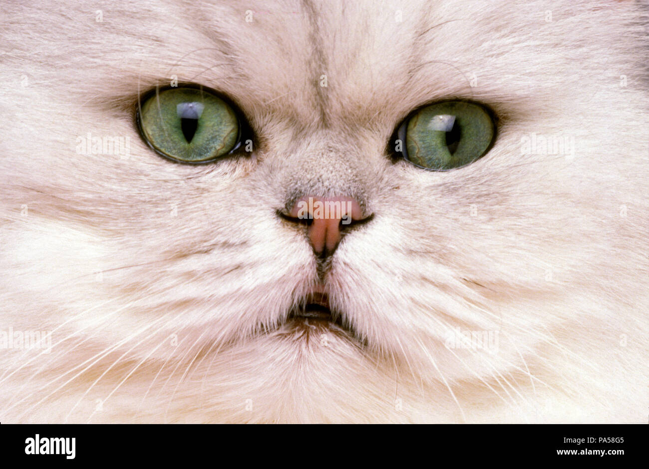 Persan Chinchilla Banque De Photographies Et D Images A Haute Resolution Alamy