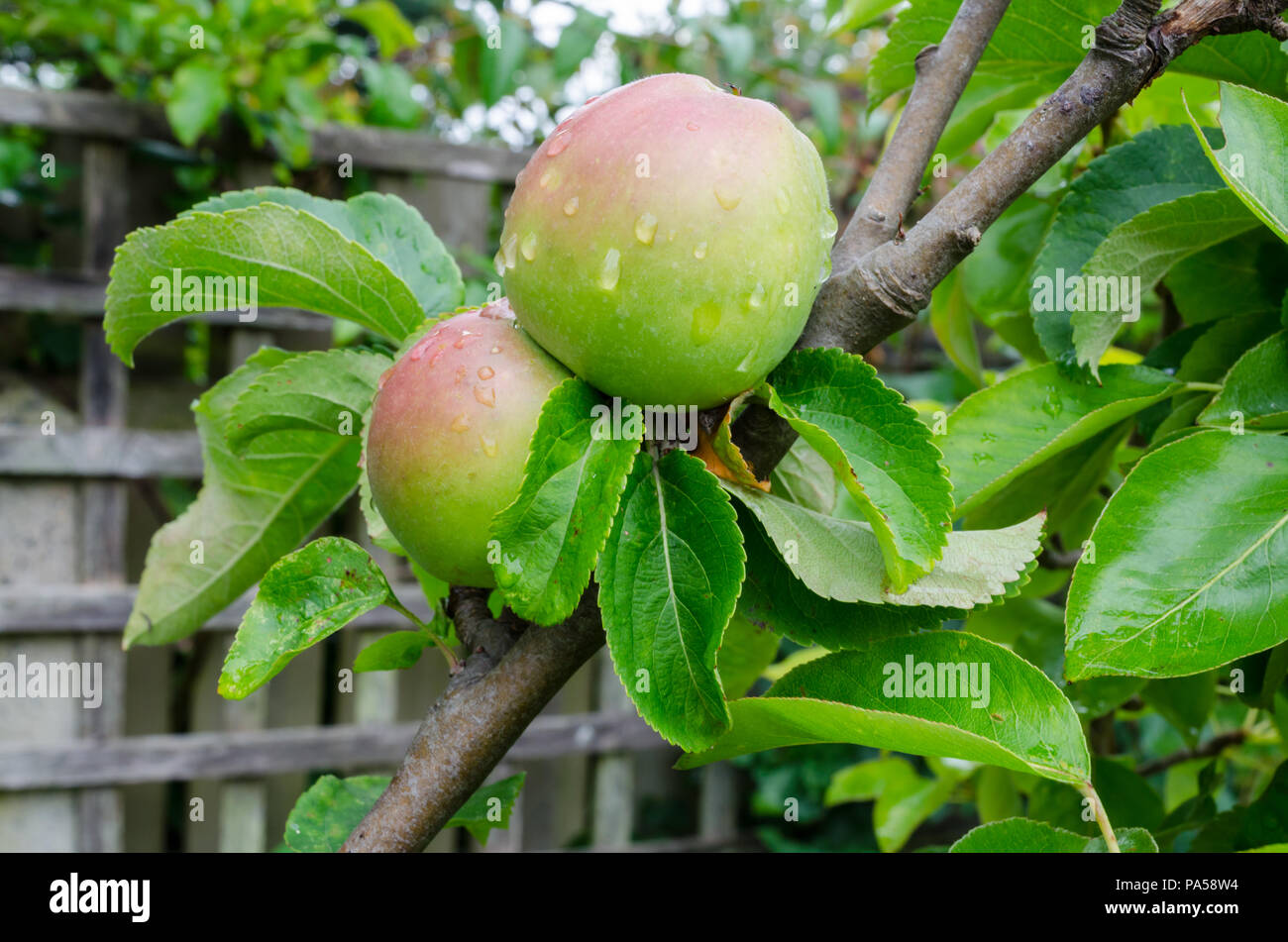 'James Grieve' (Malus domestica) Pommes poussant dans un jardin intérieur britannique Banque D'Images