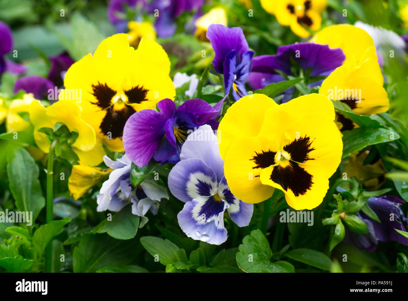 Pensées assorties (Viola tricolor var. hortensis) des fleurs dans un jardin intérieur britannique Banque D'Images