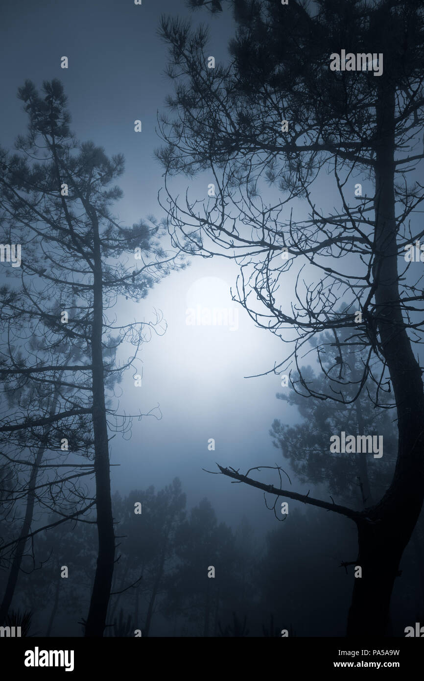 Pleine lune brouillard mystérieux pinewood Banque D'Images