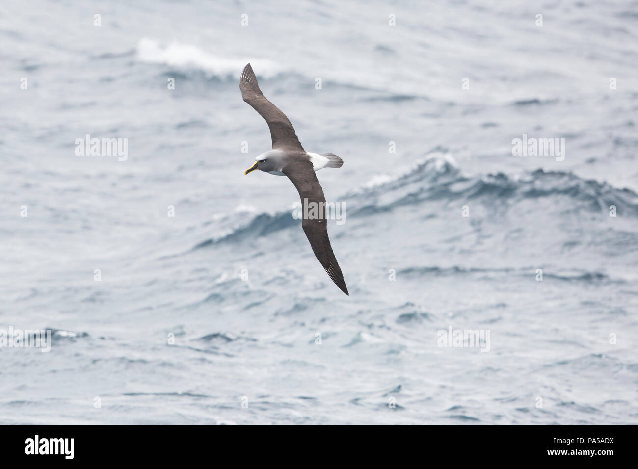 De l'albatros de Buller (Thalassarche bulleri), Nouvelle-Zélande Banque D'Images