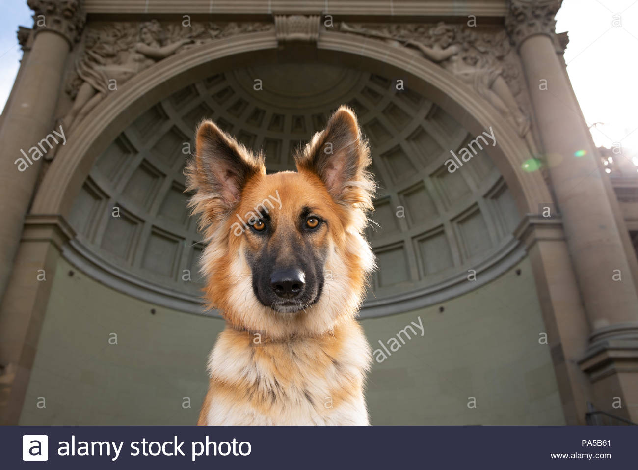 Close Up Of Rouge Brun Mix Berger Allemand Chien Avec De