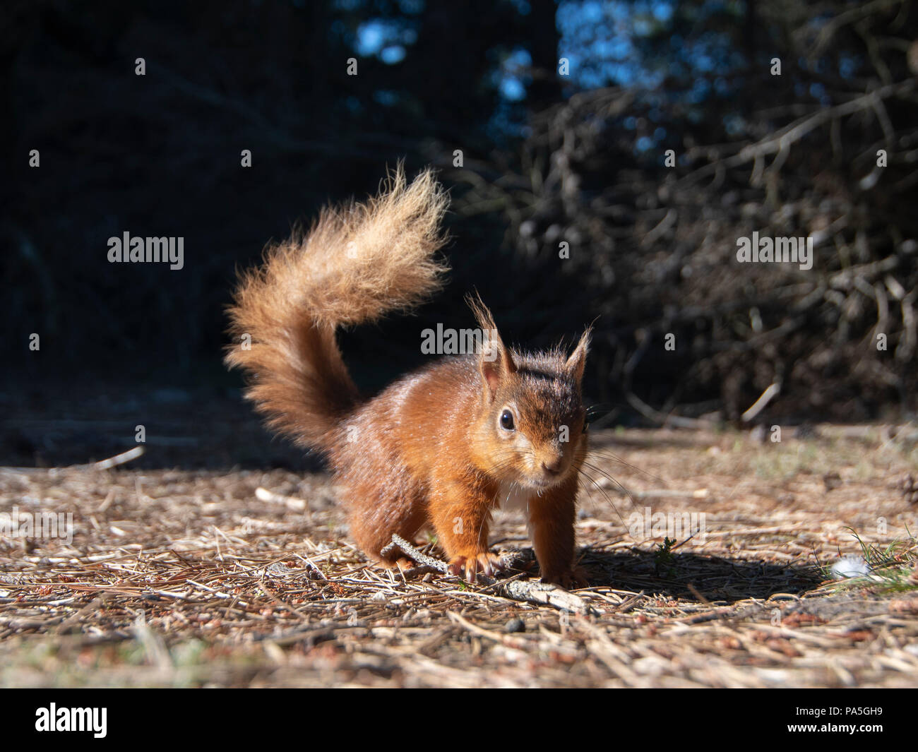 L'écureuil roux (Sciurus vulgaris) sur le sol de la forêt, pris avec un grand angle à un angle bas Banque D'Images