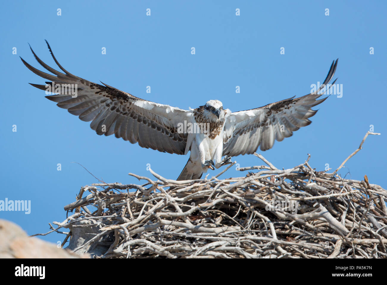 Balbuzard pêcheur (Pandion haliaetus cristatus), l'Australie Banque D'Images