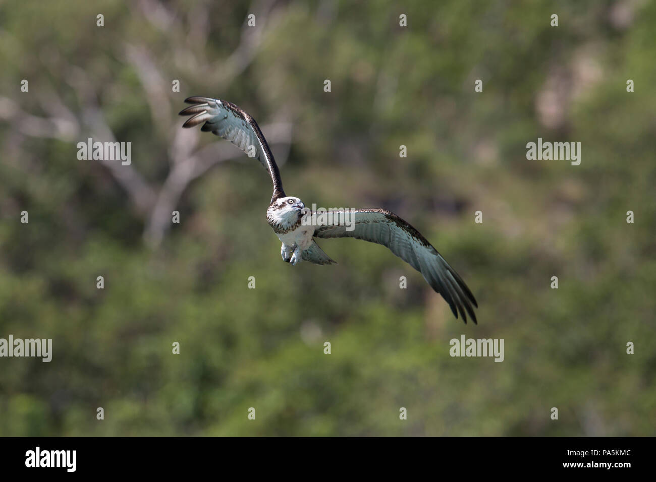 Balbuzard pêcheur en vol, l'Australie Banque D'Images