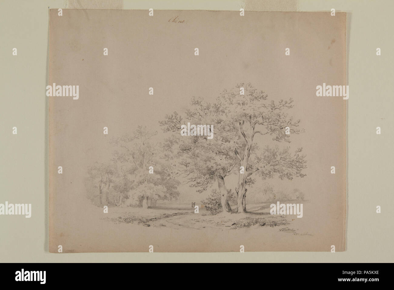 591 Dimensions des chênes par Johann Sutterlin Banque D'Images
