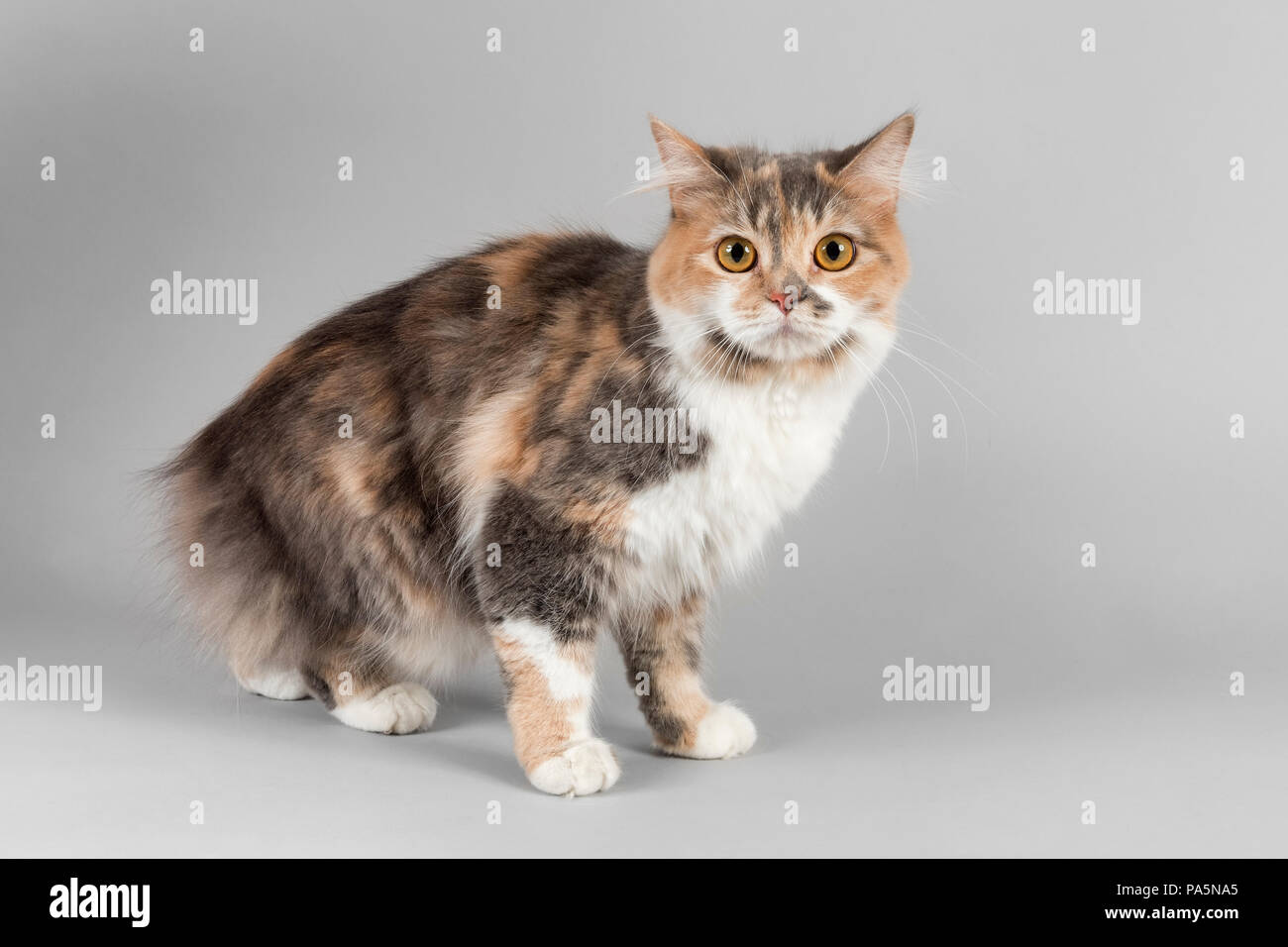 Arbre d'Manx-Cymric chat (Felis silvestris catus), l'âge de 1 an, de couleur bleu avec blanc Banque D'Images