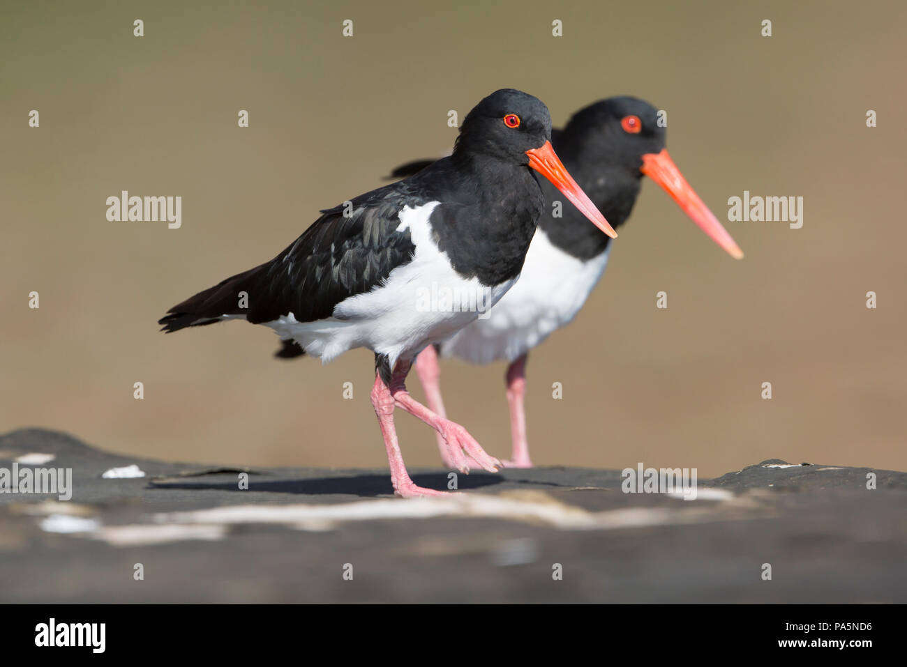 L'Huîtrier pie (Haematopus longirostris) - Le Kimberley Banque D'Images