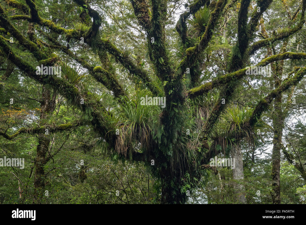 Branches d'herbe et moussue, Te Urewera National Park, North Island, New Zealand Banque D'Images