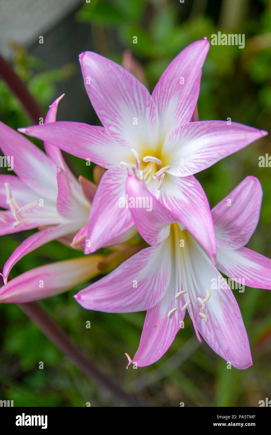 Trois fleurs de couleur rose sur fond vert Banque D'Images