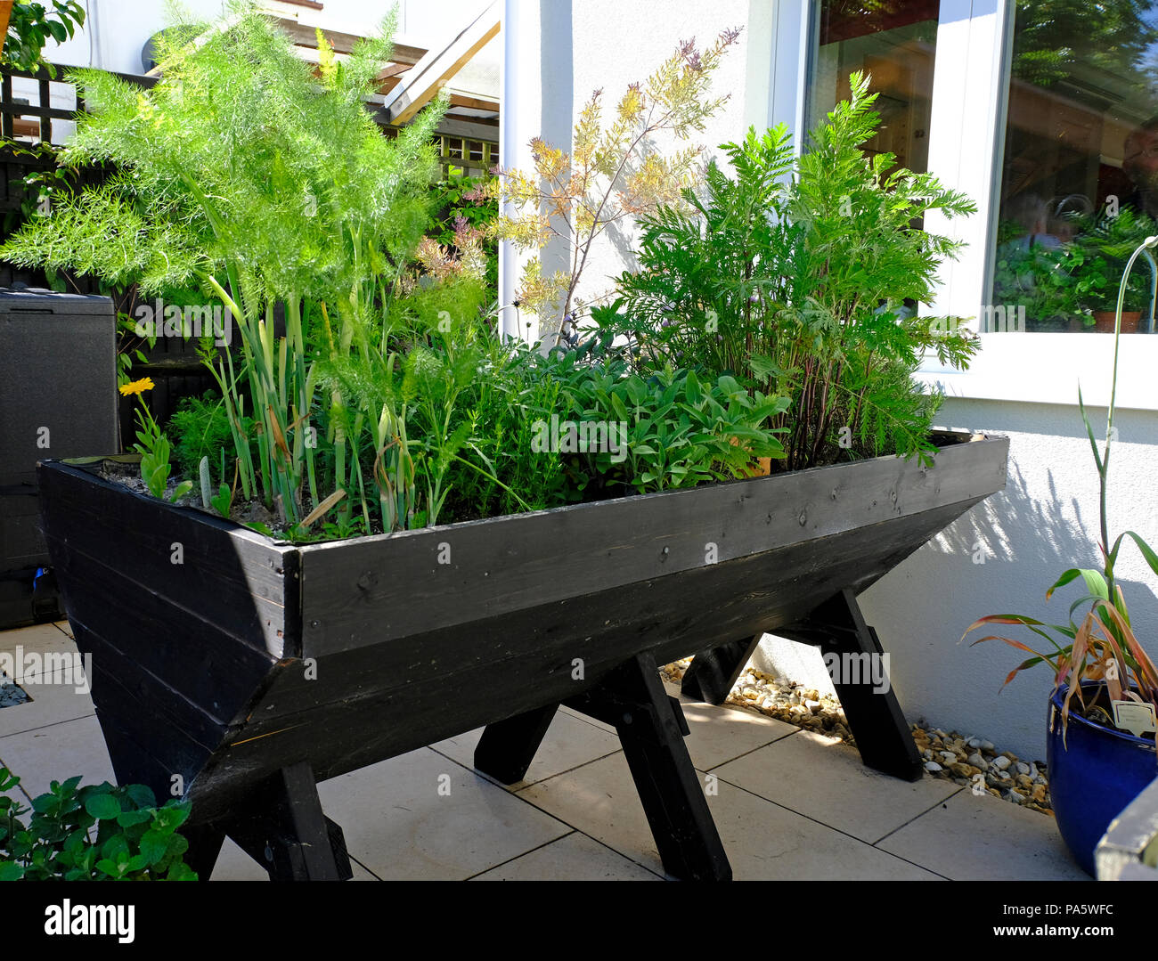 Les herbes plantés dans l'auge en bois. Banque D'Images