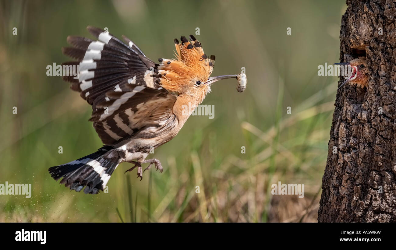 Huppe fasciée (Upupa epops), adulte oiseau en vol avec les proies, rss jeune oiseau au nid dans l'arbre, au milieu de la Réserve de biosphère de l'Elbe Banque D'Images