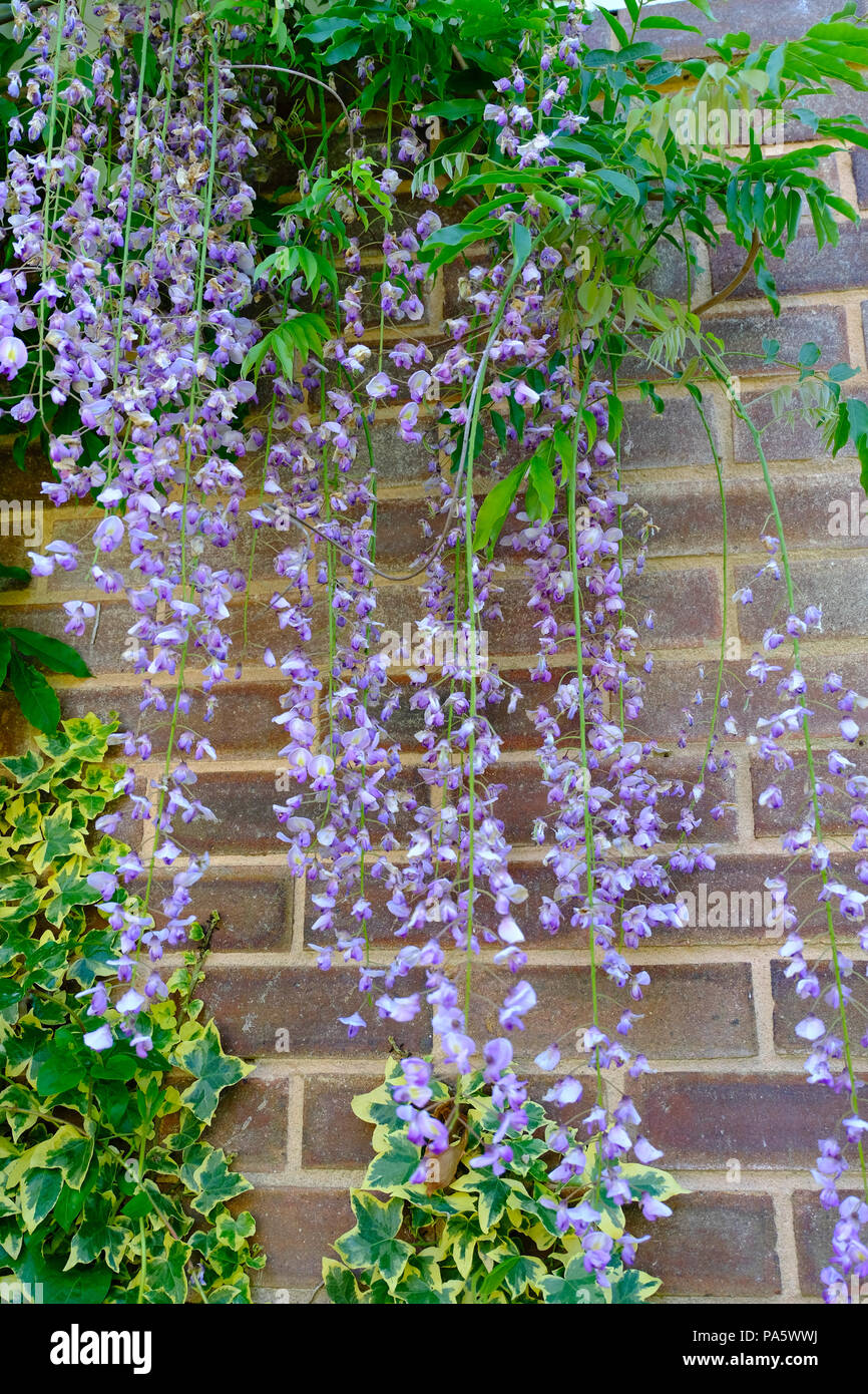 Ivy et de couleur lilas Wisteria contre un mur de briques Banque D'Images