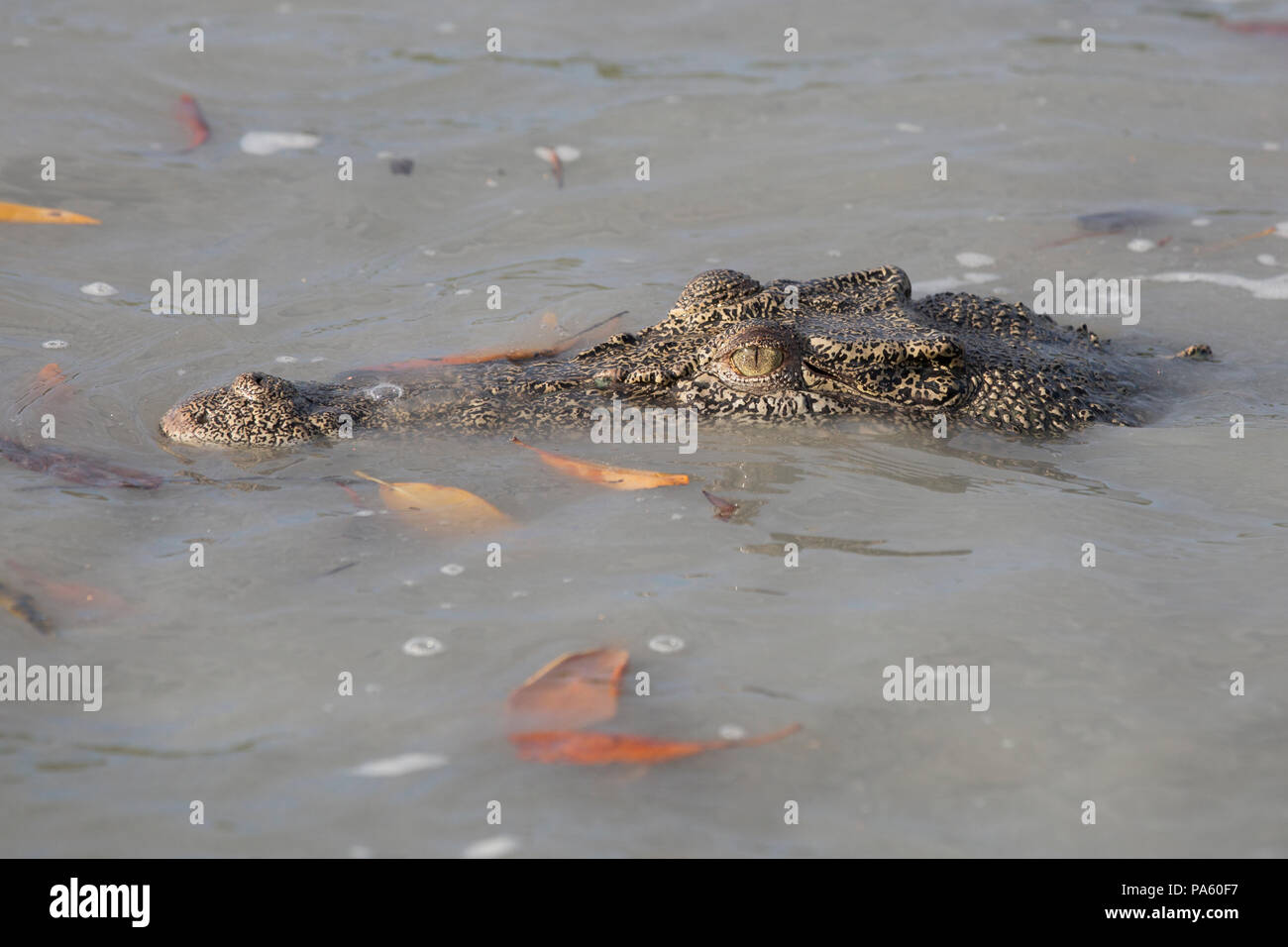 Saltwater Crocodile, l'ouest de l'Australie Banque D'Images