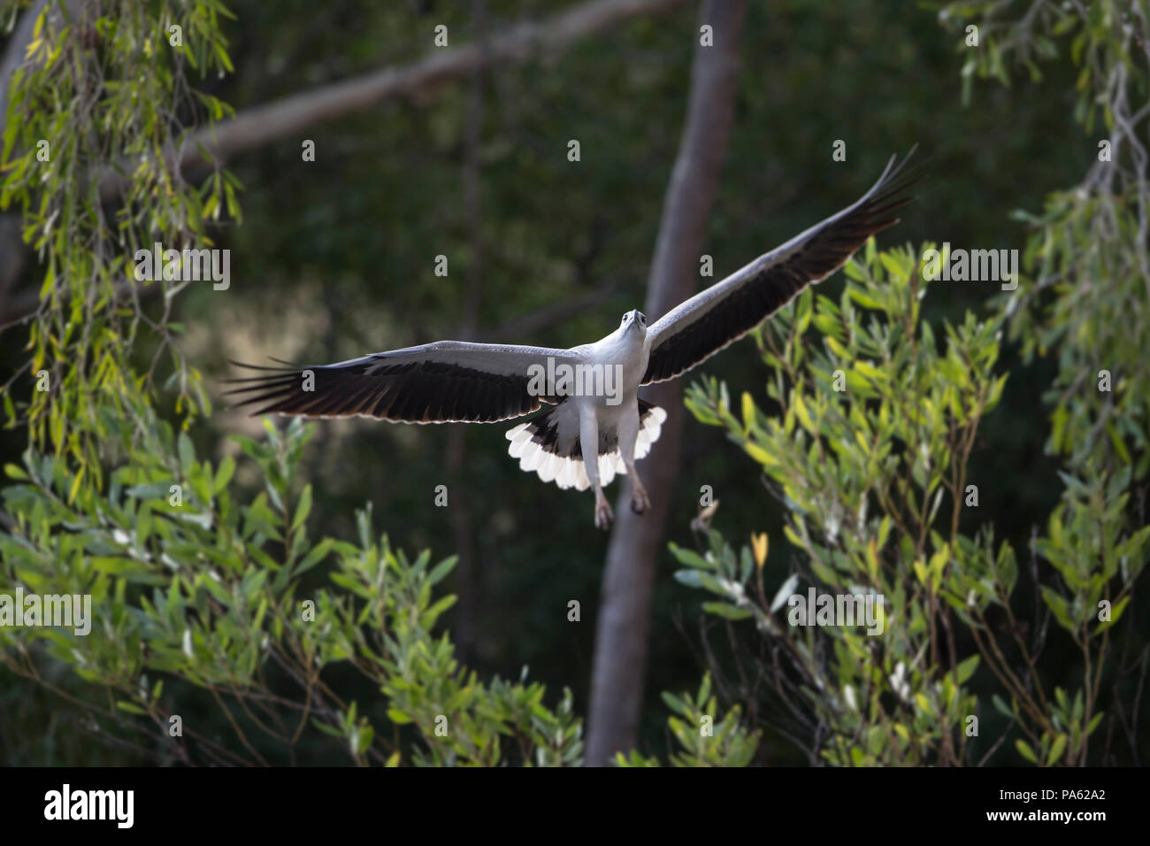 La mer à ventre blanc-eagle (Haliaeetus leucogaster) en vol - Le Kimberley Banque D'Images
