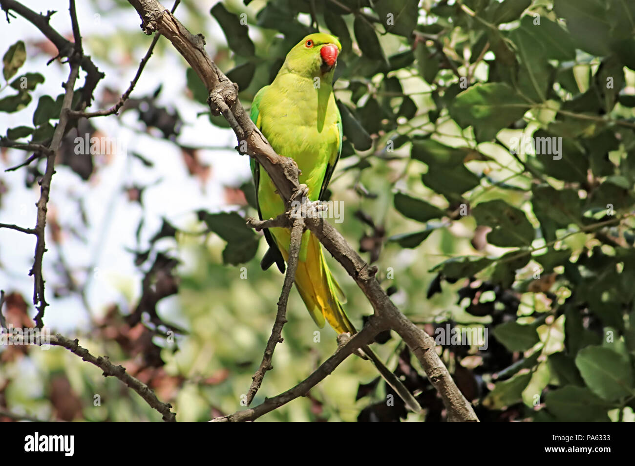 Perroquet vert vif, Rose-ringed Parakeet Psittacula krameri, sur l'arbre Banque D'Images