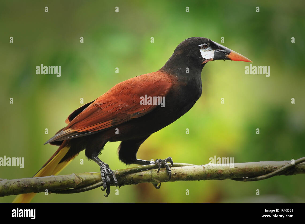 Montezuma Oropendola au Costa Rica Banque D'Images