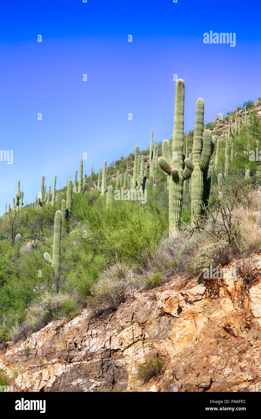 Les cactus qui poussent sur la zone inférieure du mont Lemmon en Arizona Banque D'Images