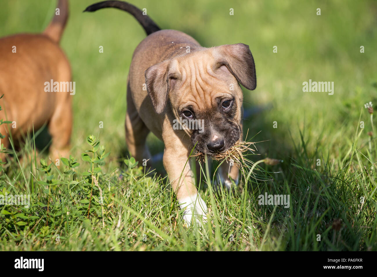 Chiot de type Bulldog jouant sur une prairie Banque D'Images