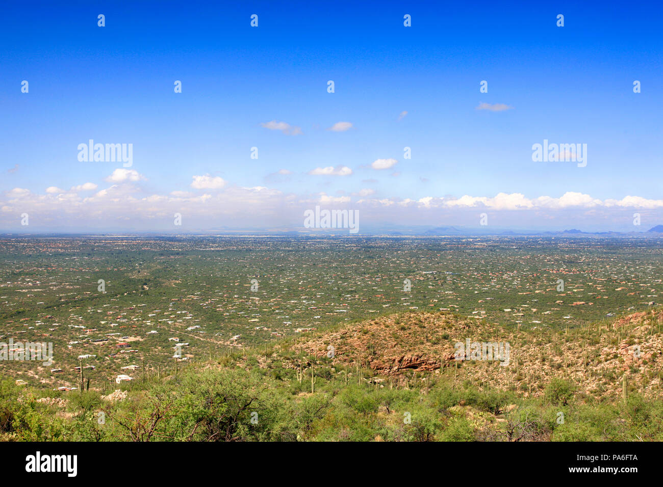 Cactus poussant dans la région des îles de la Sky de la zone basse du Mont Lemmon en Arizona Banque D'Images