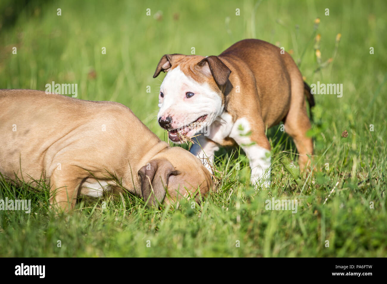 Chiots de type Bulldog jouant sur une prairie Banque D'Images