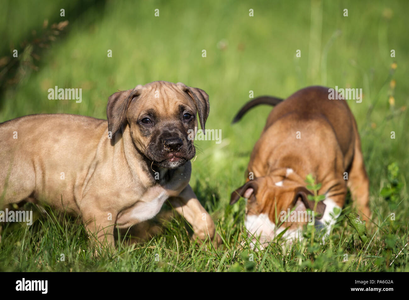 Chiots de type Bulldog jouant sur une prairie Banque D'Images