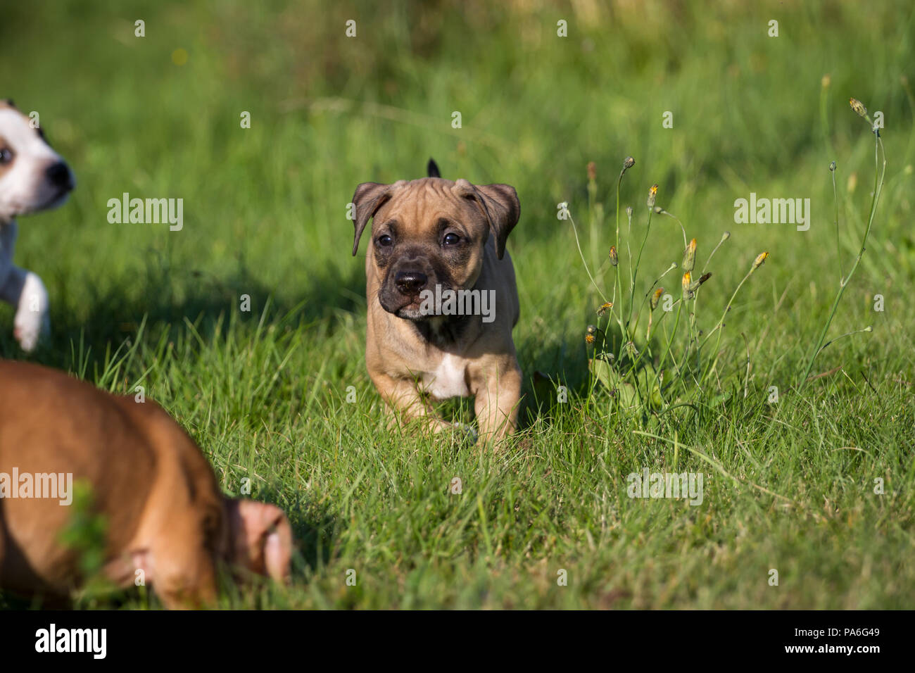Chiot de type Bulldog jouant sur une prairie Banque D'Images