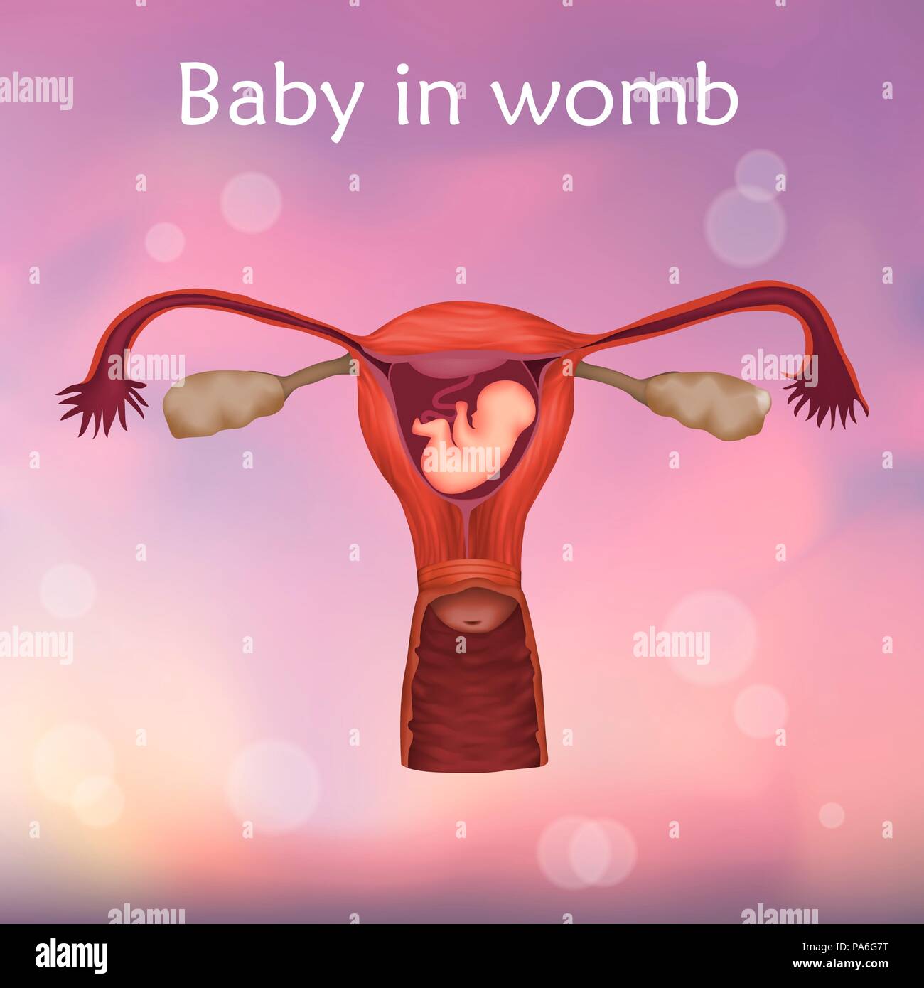 Foetus Dans l'utérus, illustration Banque D'Images