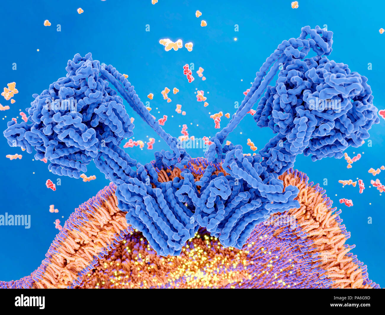 La production d'ATP dans la mitochondrie. Illustration du complexe enzymatique qui entraîne la synthèse de la molécule de transport de l'énergie de l'ATP (adénosine triphosphate, rouge). Connu sous le nom de l'enzyme ATP synthase, deux complexes (illustré) est intégrée dans la membrane interne mitochondriale (orange, l'ensemble en bas). La partie inférieure est un canal par lequel les protons (points jaunes) se déplacent. La partie supérieure est l'endroit où a lieu la synthèse de l'ATP. L'ATP est formé à partir d'une réaction entre l'adénosine diphosphate (ADP) et le phosphate inorganique (en orange). Banque D'Images