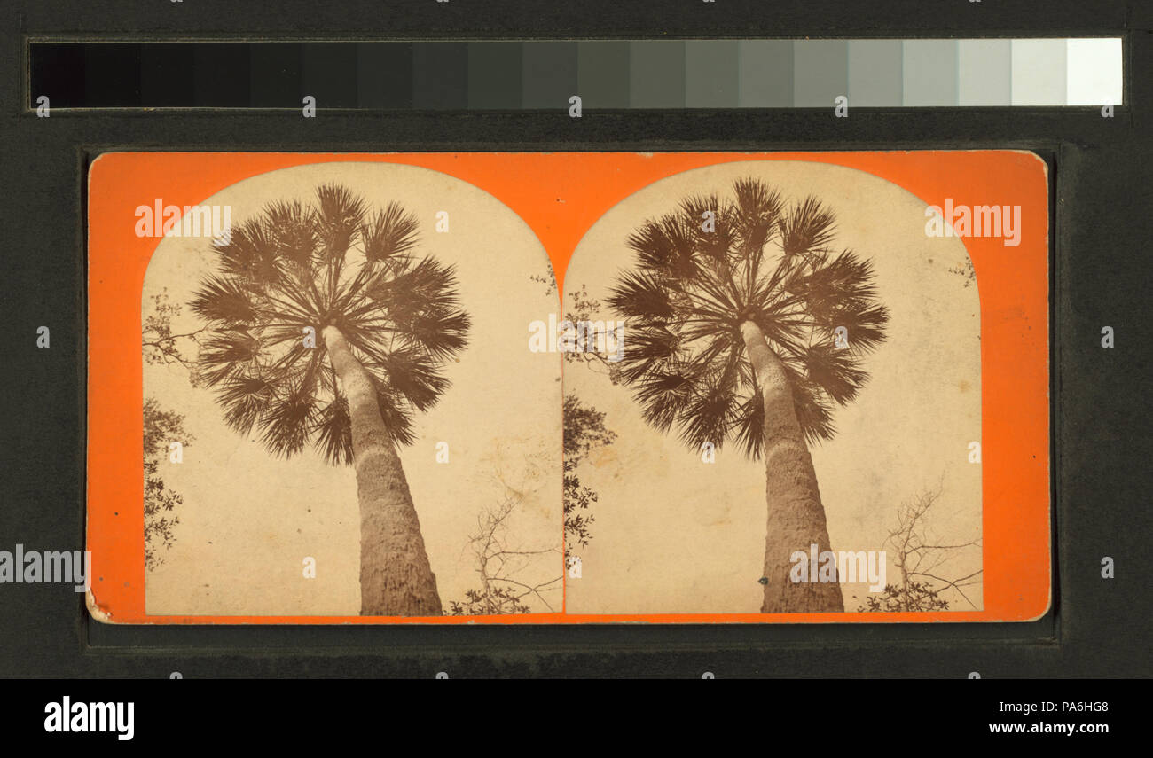 10 (le palmier.) (NYPL b11707405-G90F129 003F) Banque D'Images